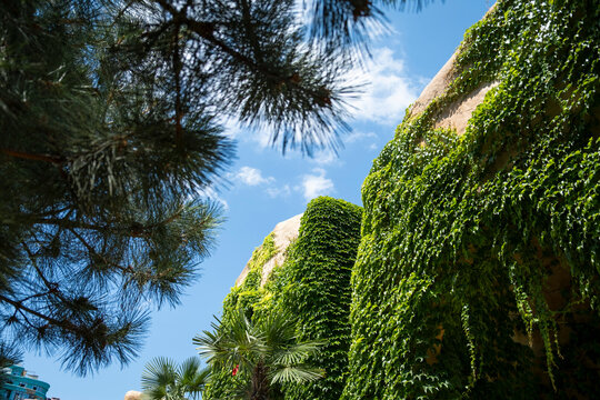 An upward view of buildings with walls densely covered in vibrant green ivy, framed by pine tree branches against a bright blue sky dotted with fluffy white clouds. - Powered by Adobe