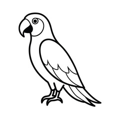 parrot illustration tropical bird design carton