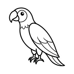 parrot on a white background