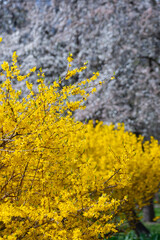 Spring Blooming Forsythia and Blossoming Trees in Park. Yellow Forsythia in Bloom