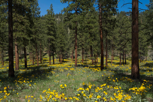 Wildflowers and meadow grasses in Spring, thinned and burned Ponderosa pine forest