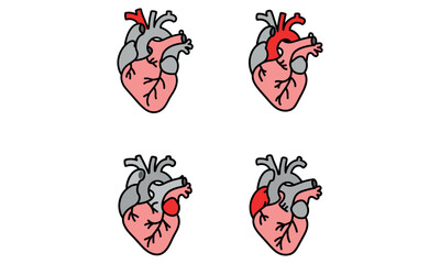 Color vector icons of human heart with arteries and veins in anatomical style
