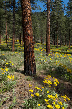 Thinned and burned Ponderosa pine forestand wild flowers underneath,, Methow Valley, North Cascades