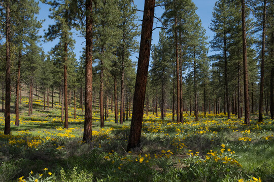 Balsamroot wildflowers and meadow grasses in Spring, thinned and burned Ponderosa pine forest