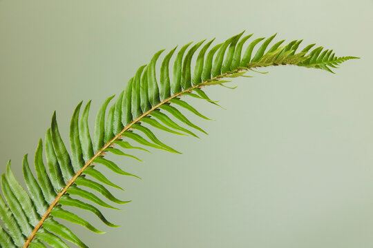 Close up, studio shot of a sword fern frond, Polystichum munitum, the western sword fern