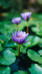 Obraz premium Tranquil purple lotuses whisper stories of serenity in the hidden koi ponds, celebrating Loy Krathong and spiritual rebirth