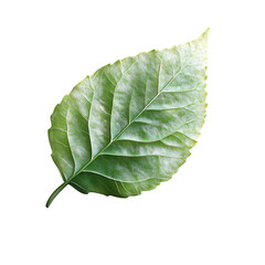 Obraz premium Single Green Leaf, Detailed Texture, Isolated on Black, Botanical, Nature, Serenity, Organic, Eco-Friendly, Vibrant, Fresh.