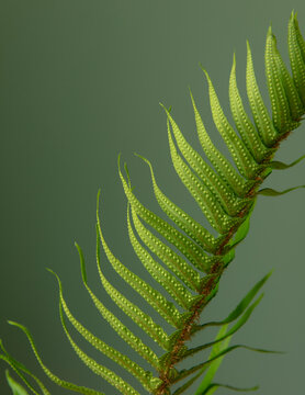 Close up, studio shot of a sword fern frond, Polystichum munitum, the western sword fern