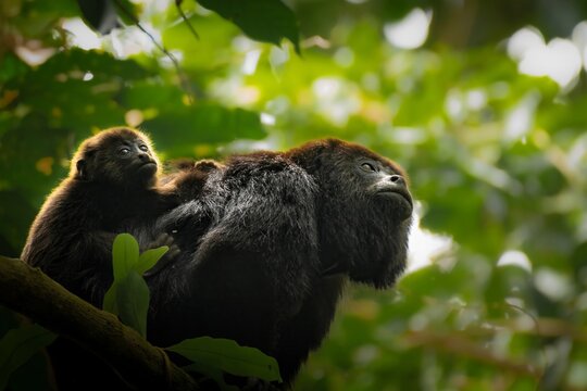 Howler monkey pair in lush Belizean rainforest