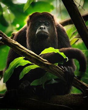 Howler monkey in Belizean rainforest habitat