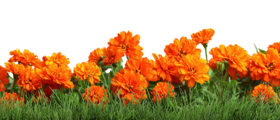 Vibrant orange flowers bloom in green grass isolated on transparent background