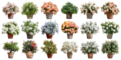 Collection Of Vibrant Flower Arrangements In Pots On White