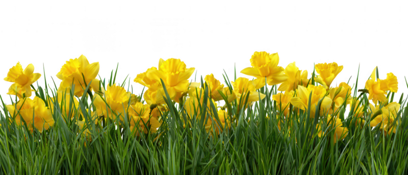 A vibrant border of yellow daffodils in green grass isolated on transparent background