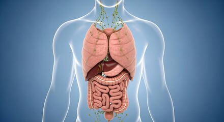Human Digestive System Anatomy Model Showing Internal Organs and Nerves