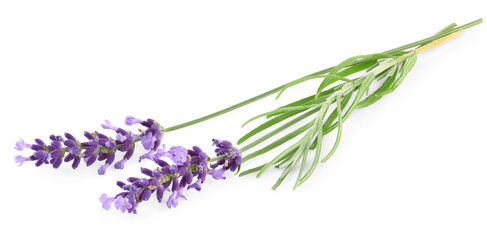 Fototapeta premium lavender isolated on a white background. clipping path