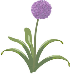 Fototapeta premium Vibrant purple allium flower growing with lush green leaves in a simple design