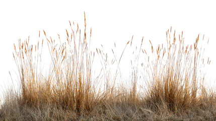 Fototapeta premium Dry grass stalks isolated on transparent background