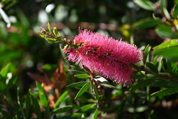 Australian Native Pink Flower