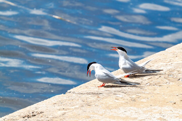 Two common terns perched on a stone embankment near blue river water on a sunny day. Saint Petersburg, Russia.