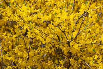 Forsythia, yellow spring flowers texture background