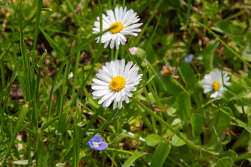 Fototapeta premium White wild flower. Small field daisies. Chamomiles on sunny summer day. Chamomile tea. Medicinal plant. White flowers for background, post, screensaver, wallpaper, postcard, banner, cover