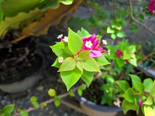 Beautiful pink flowers in the garden