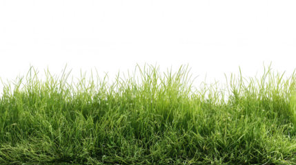 Green grass isolated on transparent background