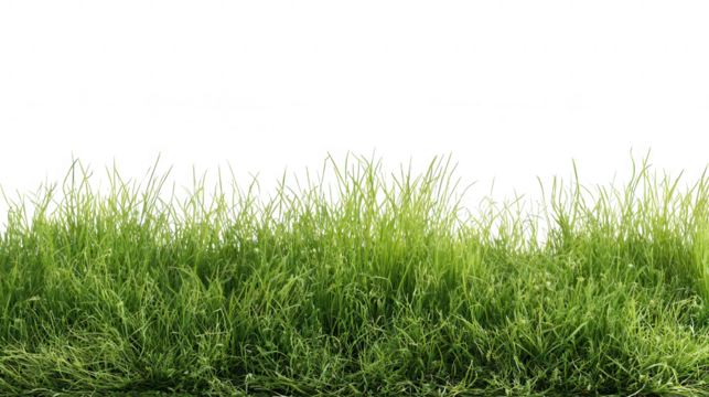 Green grass isolated on transparent background
