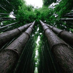 Towering dark green bamboo stalks reaching skyward with lush foliage overhead