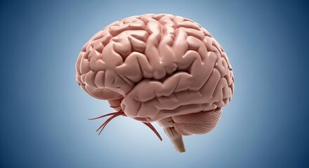 Realistic Human Brain Model in Side View with Blue Background