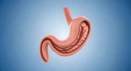 Medical Illustration of Human Stomach with Digestive System in Cross Section
