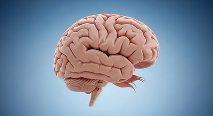 Realistic Human Brain Model in Side View on Blue Background