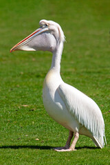 Pélican à dos rose de profil sur l'herbe