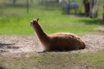 The soft, woolly llama rests in the field with blurred background. A beautiful llama is lying on...