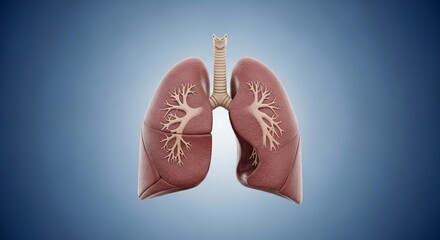 Anatomical Lungs with Trachea and Bronchi Model on Blue Background