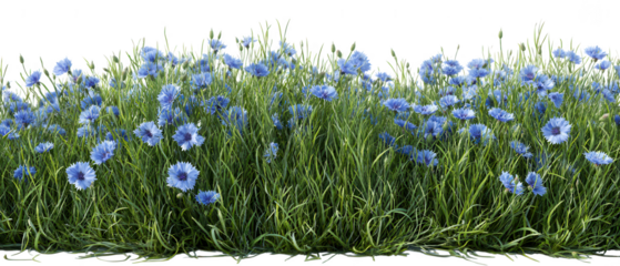 A field of blue cornflowers isolated on transparent background