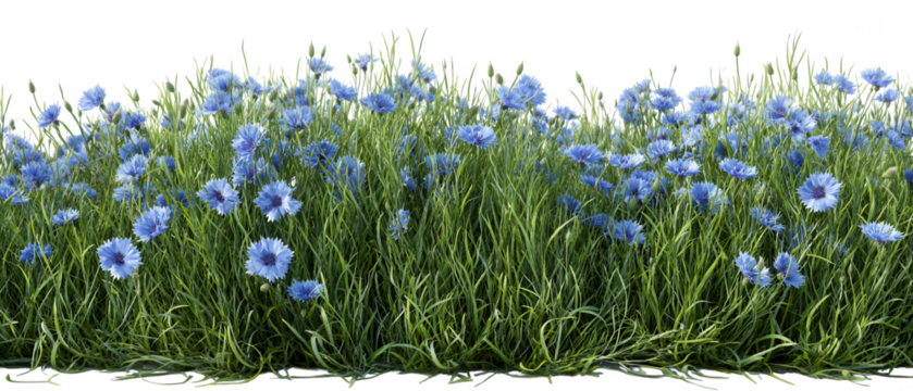 A field of blue cornflowers isolated on transparent background