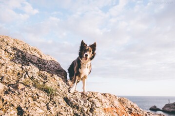 beautiful dog border collie walks in the mountains of Crimea Balaklava