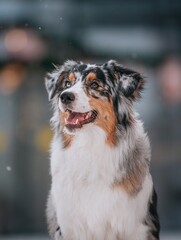 Portrait of a beautiful dog Australian Shepherd Merle on a blurred background with snow