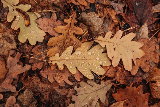 autumn orange fallen leaves in raindrops