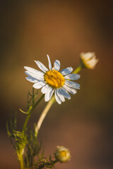 Chamomile. Wildflowers on a sunny day in June. Close-up on a blurred background.