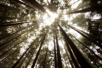Fir trees overhead, view from the ground of tall straight trunks in the Olympic National Forest.