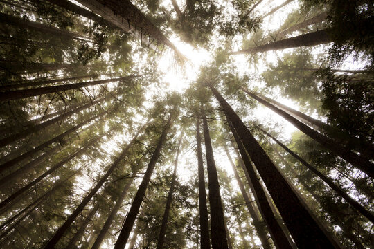 Fir trees overhead, view from the ground of tall straight trunks in the Olympic National Forest.