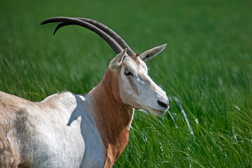 Portrait d'un oryx algazelle
