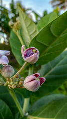 This flower is called biduri or widuri. Its flowers are covered in white or purple wax. Its leaves are oval-shaped and its stems secrete a milky white latex. It's a beautiful flower.