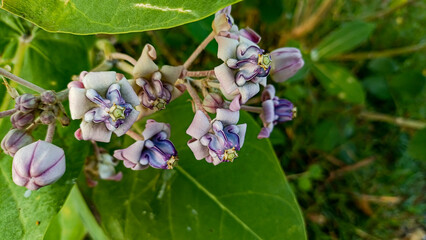 This flower is called biduri or widuri. Its flowers are covered in white or purple wax. Its leaves are oval-shaped and its stems secrete a milky white latex. It's a beautiful flower.