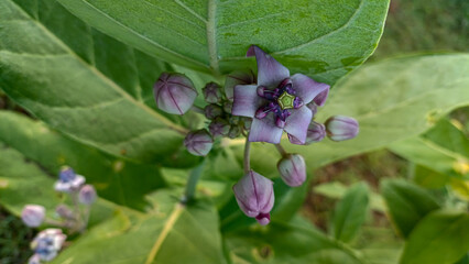 This flower is called biduri or widuri. Its flowers are covered in white or purple wax. Its leaves are oval-shaped and its stems secrete a milky white latex. It's a beautiful flower.