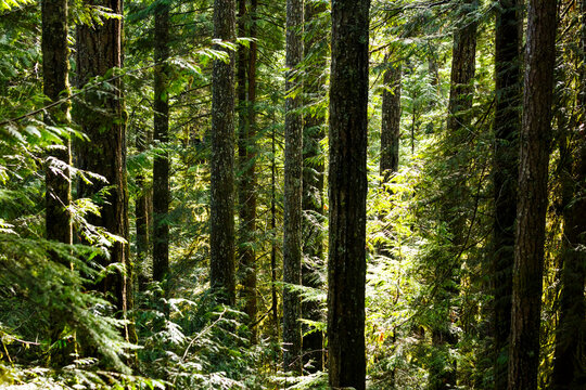 Fototapeta Spruce and fir forest along The Little River Trail, a hiking trail, forest bathing in dappled sun, Olympic National Forest