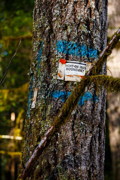 A pine tree with a painted blue square and a notice saying Right Of Way Boundary on the trunk.
