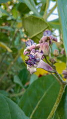 This flower is called biduri or widuri. Its flowers are covered in white or purple wax. Its leaves are oval-shaped and its stems secrete a milky white latex. It's a beautiful flower.
